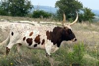 Land for sale in Kerr County, Texas