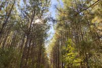 Land for sale in Tyler County, Texas