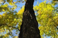 Land for sale in Dade County, Missouri