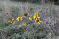 Land for sale in McCurtain County, Oklahoma