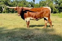 Horse Property for sale in Collin County, Texas