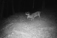 Farm and Ranch for sale in Madison County, Arkansas