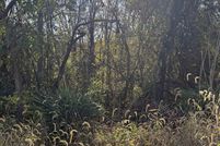 Undeveloped Land for sale in Shenandoah County, Virginia