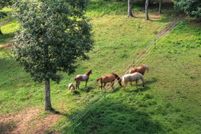 Farm and Ranch for sale in Fannin County, Georgia