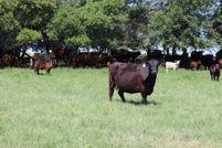 Farm and Ranch for sale in Clay County, Texas