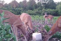 Land for sale in Prairie County, Arkansas