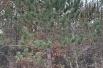 Land for sale in Oneida County, Wisconsin