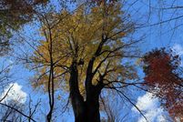 Recreational Property for sale in Ogemaw County, Michigan