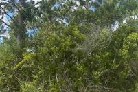 Undeveloped Land for sale in Flagler County, Florida