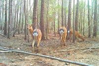 Land for sale in Dorchester County, Maryland