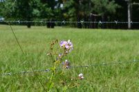 Land for sale in Lee County, Alabama