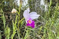 Land for sale in Hawaii County, Hawaii