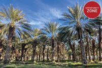 Undeveloped Land for sale in Riverside County, California