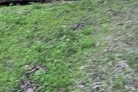 Timberland Property for sale in Greene County, New York