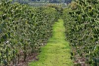 Farm and Ranch for sale in Hawaii County, Hawaii