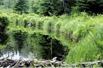 Undeveloped Land for sale in Washington County, Maine