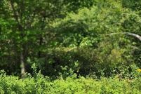 Timberland Property for sale in York County, Maine