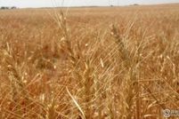 Land for sale in Weld County, Colorado