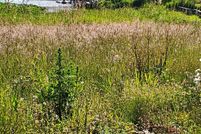 Land for sale in Lincoln County, Oregon