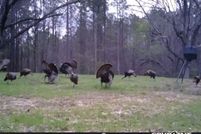 Land for sale in Webster County, Mississippi