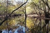 Land for sale in Dorchester County, South Carolina