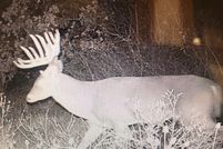 Land for sale in Callahan County, Texas