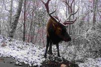 Farm and Ranch for sale in Johnson County, Kentucky