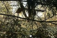 Land for sale in Snohomish County, Washington