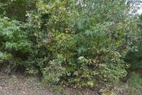 Undeveloped Land for sale in Ouachita County, Arkansas