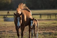 Land for sale in Palm Beach County, Florida