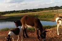 Land for sale in Jones County, Texas