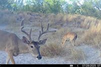 Land for sale in McMullen County, Texas