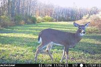 Land for sale in Bradford County, Pennsylvania