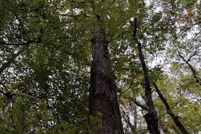 Land for sale in Cass County, Texas