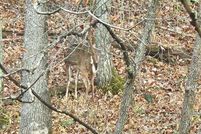 Land for sale in Taylor County, Kentucky