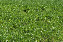 Land for sale in Arkansas County, Arkansas