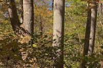 Land for sale in Orange County, North Carolina