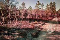 Land for sale in Levy County, Florida