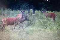 Farm and Ranch for sale in Rusk County, Wisconsin