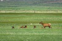Land for sale in Custer County, Colorado