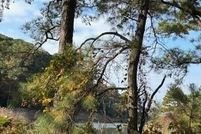 Undeveloped Land for sale in Northampton County, Virginia