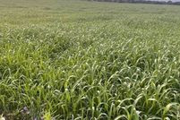 Land for sale in Coryell County, Texas