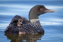 Timberland Property for sale in  , Minnesota