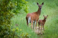 Undeveloped Land for sale in Otter Tail County, Minnesota