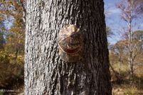 Land for sale in Carroll County, Mississippi