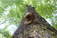 Farm and Ranch for sale in Lincoln County, Mississippi