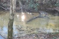 Undeveloped Land for sale in Walton County, Florida