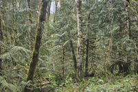 Land for sale in Cowlitz County, Washington