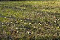 Land for sale in Craighead County, Arkansas