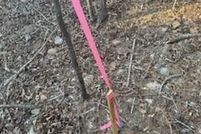 Undeveloped Land for sale in Pike County, Georgia